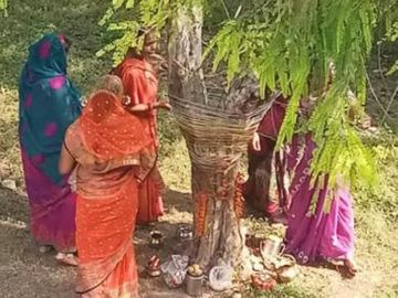 अक्षय नवमी को आंवला पूजन से घर में शांति, आयु एवं संतान वृद्धि होती