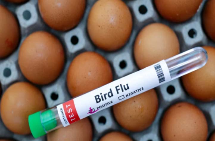 बर्ड फ्लू से कैलिफोर्निया में बढ़ी अंडों की कीमत