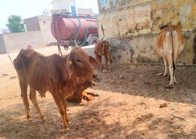 पशु चिकित्सकों की कमी से चुनौती बनता पशुपालन