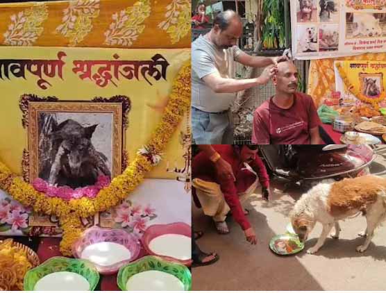 स्ट्रीट डॉग कालू की मृत्यु पर कराया मुंडन बनी जलेबी-दूध-रोटी