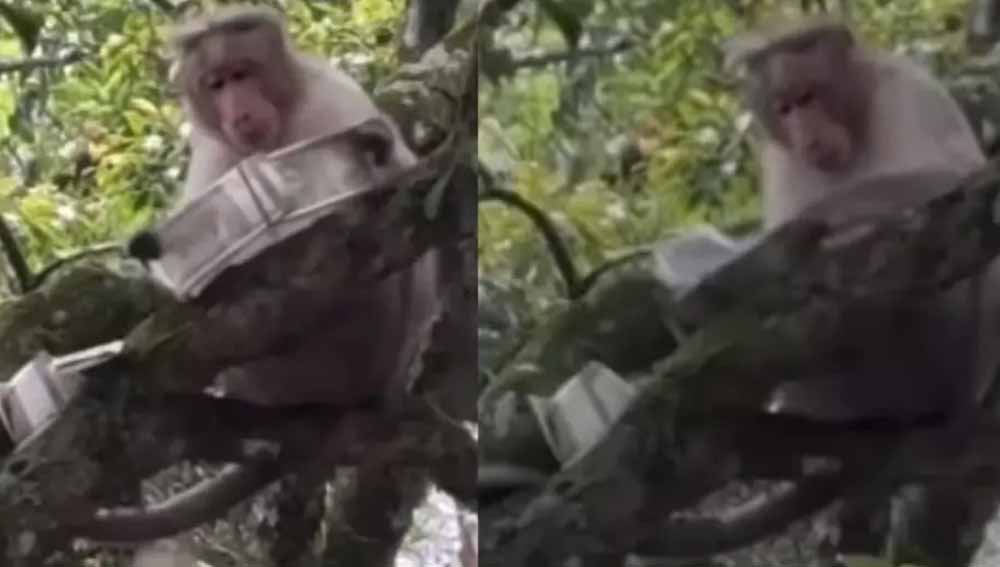 नोटों का प्रेमी बंदर, 500 नोट का बंडल लेकर पेड़ पर चढ़ा, करने लगा पैसों की बारिश