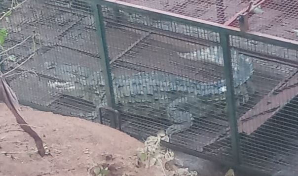 एमपी: दमोह में चौथा मगरमच्छ भी पिंजरे में फंसा, बकरे की लालच में आया था