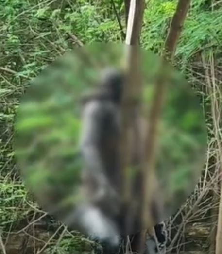 MP: दिल्ली से दमोह अपनी बहन के घर रक्षाबंधन मनाने आए युवक का शव पेड़ पर लटकता मिला..!