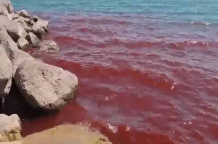 समुद्र का पानी अचानक हुआ लाल, वैज्ञानिक भी अचंभित, लोगों में फैला भय, कलर बदलने की जांच शुरू