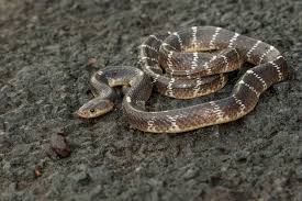 ओएमजी : 9 माह की बच्ची ने करैत सांप को चबा-चबाकर मार डाला, ग्रामीण हुए हैरान