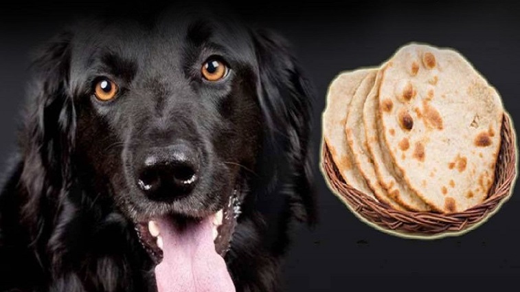 कुत्तों और ग्रहों का ज्योतिषीय संबंध मानव जीवन पर प्रभाव और उपाय