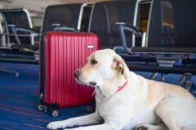 #PetFriendlyTravel-ट्रेवल एजेंसियां अब पेट-फ्रेंडली पैकेज लांच कर रही