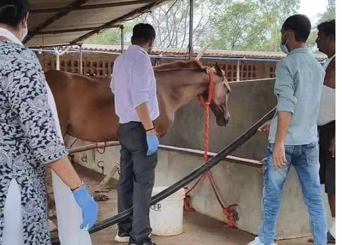 जबलपुर में 57 में से 6 और घोड़ों की मौत, हैदराबाद से लाने के बाद अब तक 19 की हो चुकी मौत