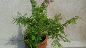 शमी का पेड़ लगाने की परंपरा और आधुनिक जीवन में उसका महत्व