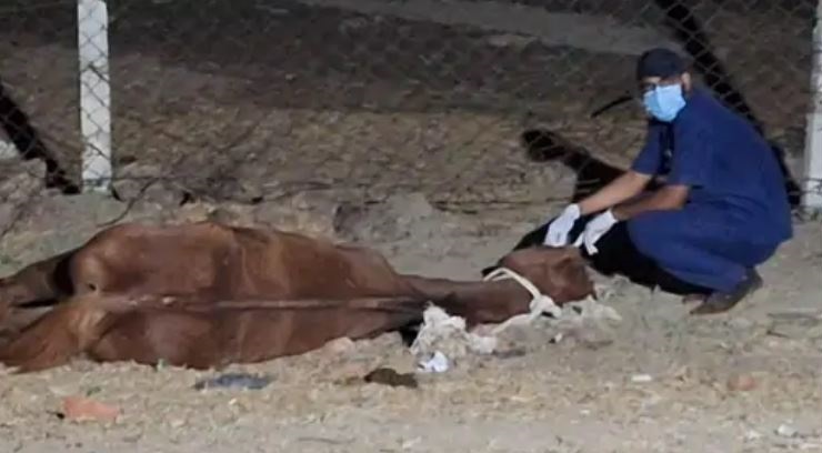 MP: जबलपुर में 19 घोड़ों की मौत, घोड़ा मालिक- हैदराबाद की एक कंपनी पर FIR दर्ज