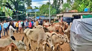 झारखंड का ये पुलिस स्टेशन बना गौशाला, 200 से ज्यादा पशुओं को परिसर में रखना पड़ा