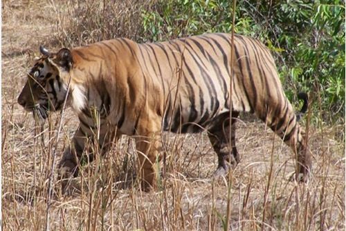 पेंच टाइगर रिजर्व क्षेत्र के समीप खेत में काम कर रहे युवक पर किया बाघ ने हमला