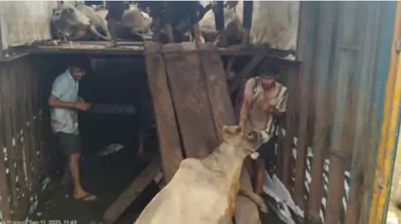 एमपी: जबलपुर में मवेशियों से भरा कंटेनर पकड़ा