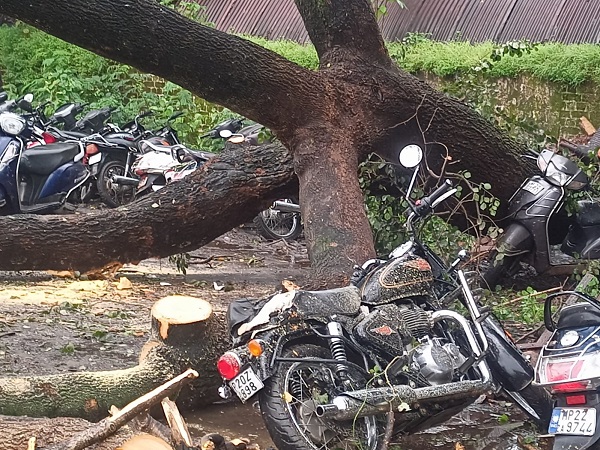 जबलपुर में रेलवे स्टेशन के साइकिल स्टैंड पर विशाल पेड़ गिरा, कई दोपहिया दबे, लाखों का नुकसान