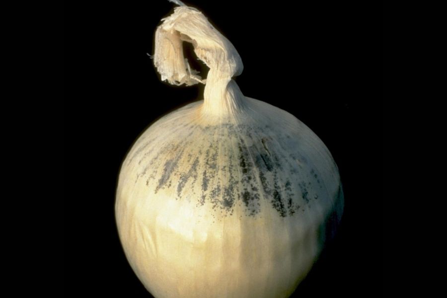 प्याज पर दिखने वाला काला पाउडर क्या है और क्या इसे खाना सुरक्षित है!