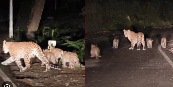 जबलपुर के पाटन में दिखे चार तेंदुए, ग्रामीणों में दहशत..!