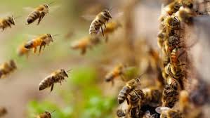 छत्तीसगढ़: खदान में मधुमक्खियों का हमला, काम कर रहे 11 कर्मचारी घायल, मची अफरा-तफरी