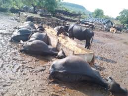 ओएमजी :  किसान ने काट दिए  पड़ोसी के 12 भैंसों के थन, बेजुबानों से बर्बरता पर मचा हाहाकार