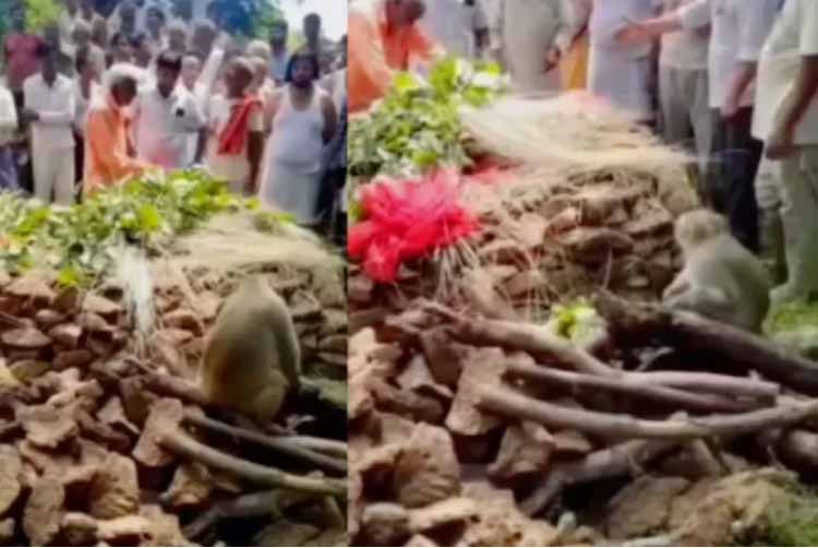 महिला की अचानक हुई मौत, अंतिम संस्कार में पहुंचा बंदर, लोग मान रहे हनुमान भक्ति का प्रभाव