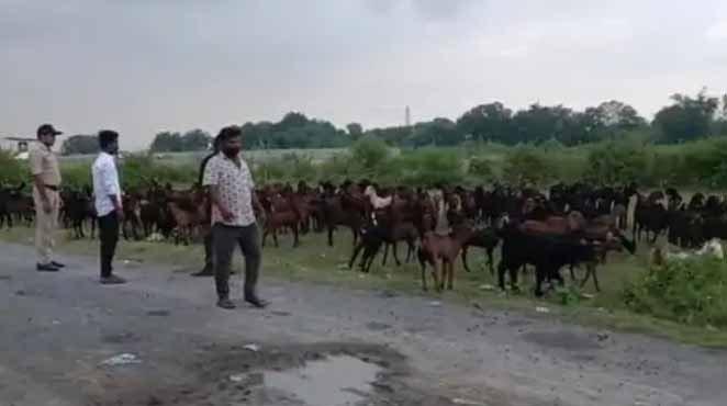 कटनी पुलिस ने 140 बकरियां ट्रक से आजाद कराई, अमानवीय तरीके से नागपुर ले जाया जा रहा था