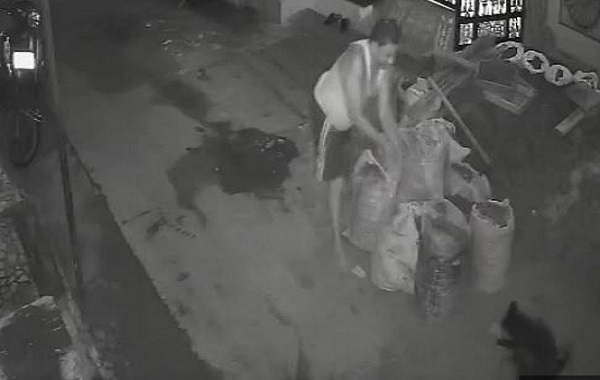 जबलपुर में स्ट्रीट डॉग्स के 2 पिल्लों की हत्या, भौंकने पर लाठियों से पीट-पीट कर मारा, डॉग्स लवर्स ने थाने में की शिकायत