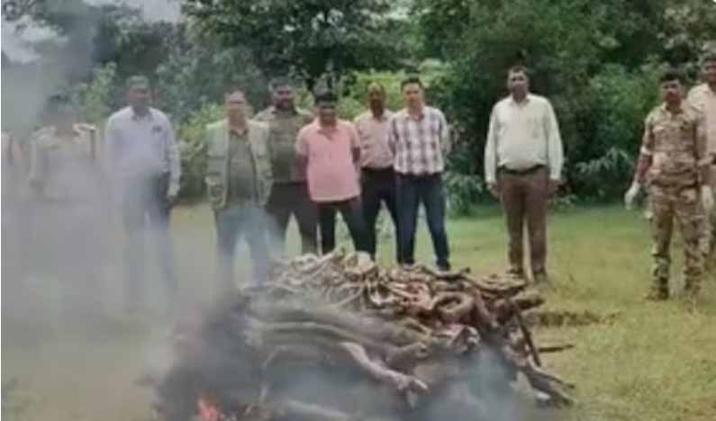 बांधवगढ़ टाइगर रिजर्व में बाघ का सड़ा गला शव मिला, प्रारंभिक जांच में स्वाभाविक मौत की आशंका