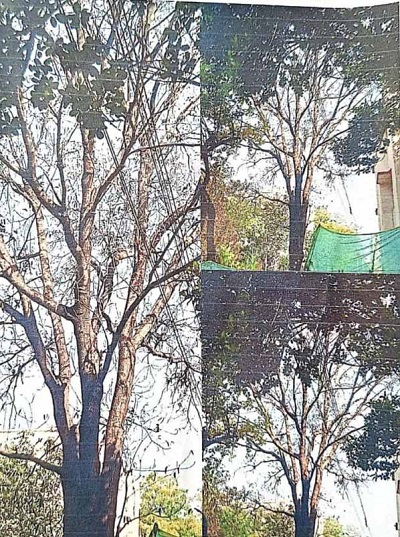 WCRMS के नेता पर हरे-भरे पेड़ में केमिकल डालकर सुखाने का रेल कर्मचारी ने लगाया आरोप, भोपाल डीआरएम से शिकायत