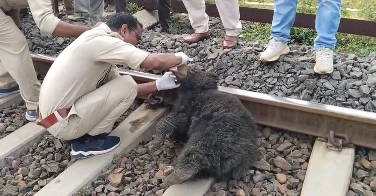 एमपी : कटनी- सिंगरौली रेलखंड पर ट्रेन की चपेट में आने से भालू की मौत, रेस्क्यू टीम मौके पर पहुंची