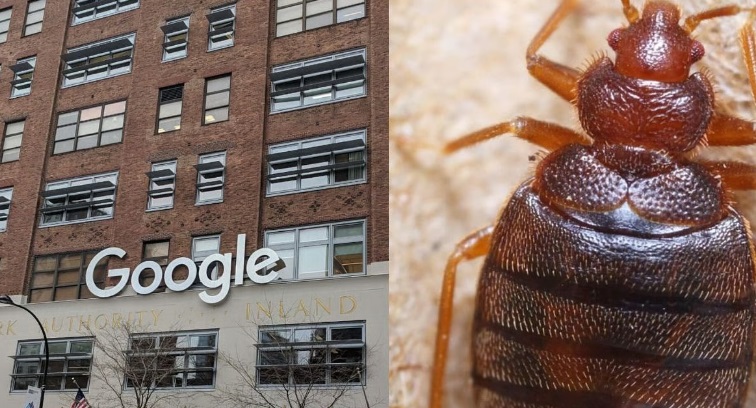 गूगल ने न्यूयॉर्क कार्यालय में खटमल मिलने के बाद अस्थायी रूप से बंद किया