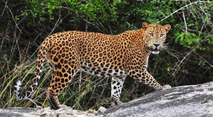 जबलपुर क्षेत्र की शान तेंदुओं की दहाड़. प्रदेश की पहली लेपर्ड सफारी की अंतिम रूपरेखा तैयार