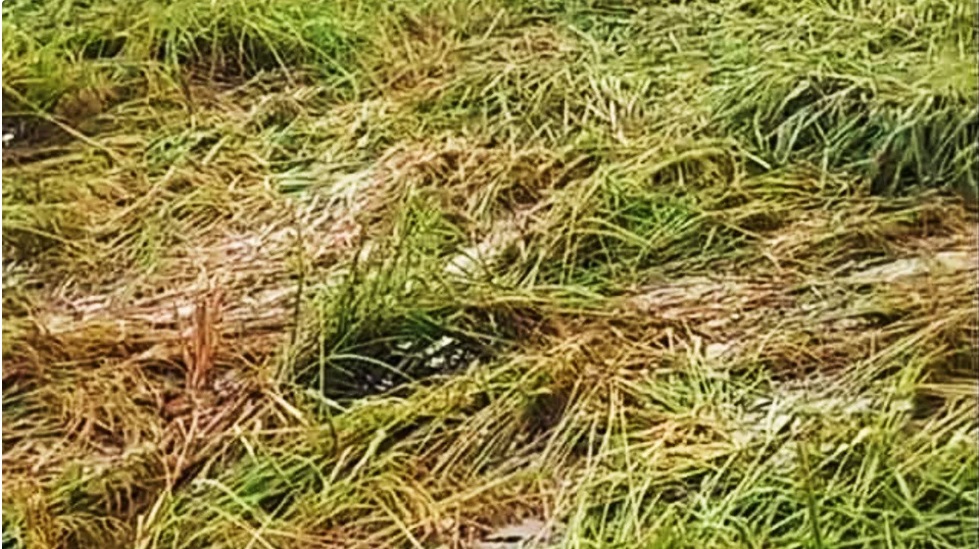 कटाई की दहलीज पर खड़ी मध्य प्रदेश की धान फसल पर आसमानी आफत बनकर टूटी बे-मौसम तेज बारिश, करोड़ों का नुकसान