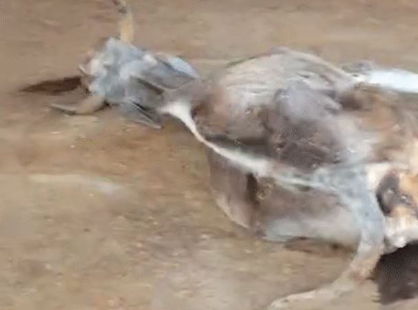 जबलपुर में नगर निगम की गौशाला में 8 गौवंश की मौत