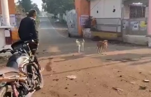 बरेला शारदा मंदिर क्षेत्र में पागल कुत्तों और गाय ने मचाया आतंक, दहशत में जी रहे ग्रामीण