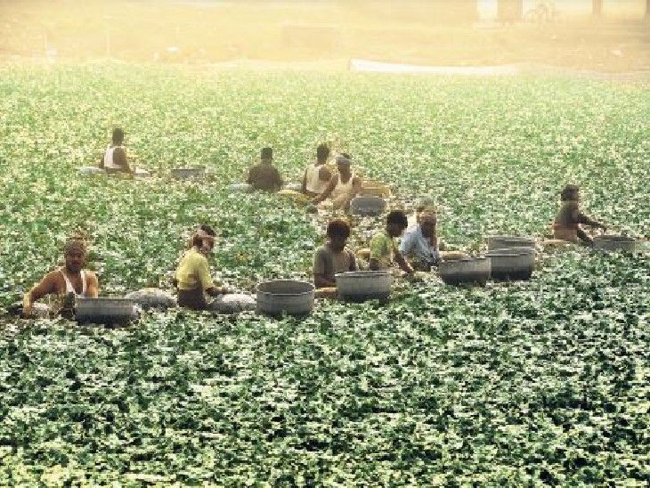 अमेरिकी टैरिफ के झटके से महाकौशल का 