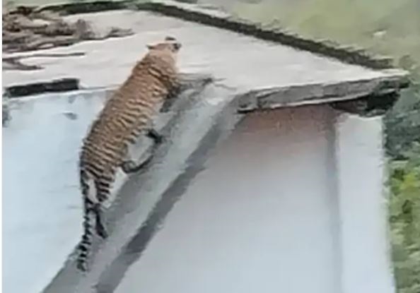 जबलपुर के ग्रामीण क्षेत्रों में 30 से ज्यादा तेंदुए का मूवमेंट, झुंड बनाकर घूमते दिखाई दे रहे, घरों की छत पर बैठ जाते हैं..!