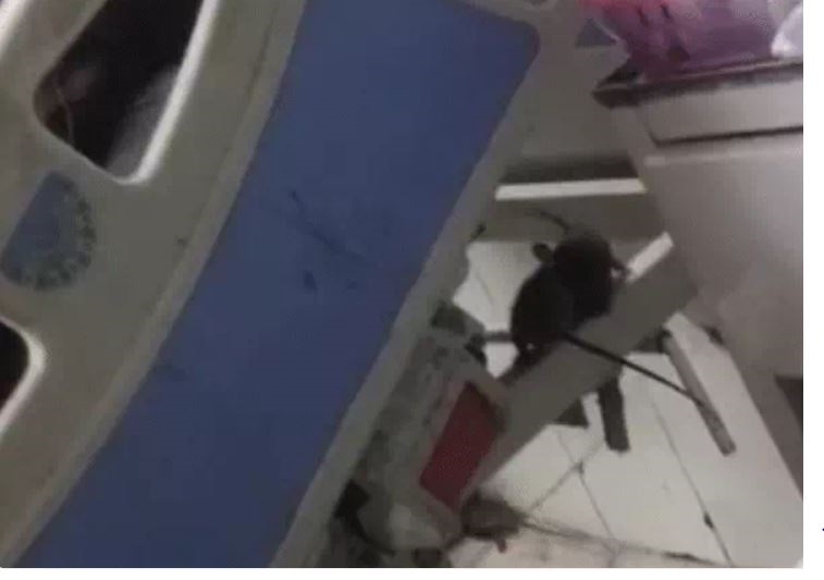जबलपुर में मेडिकल के बाद विक्टोरिया अस्पताल में चूहे, हड्डी वार्ड में घूमते नजर आ रहे 