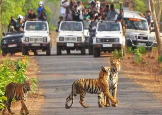 एमपी के टाइगर रिजर्व में मोबाइल फोन पर पूर्णत: प्रतिबंध, सुप्रीम कोर्ट का आदेश