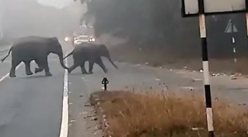 झारखंड में हाथियों के ग्रामीण क्षेत्र के साथ शहरी इलाकों में विचरण