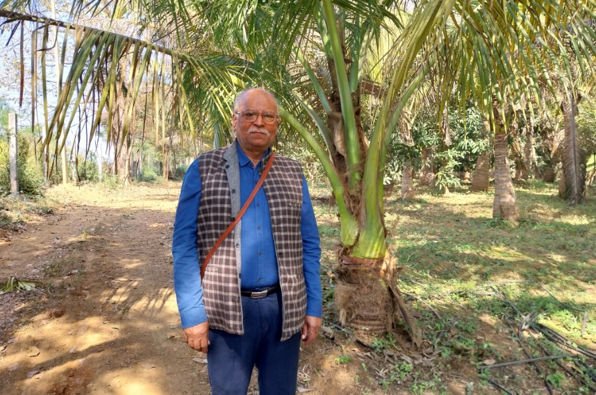 नर्मदा की लहरों संग पनपा जबलपुर का नारियल साम्राज्य