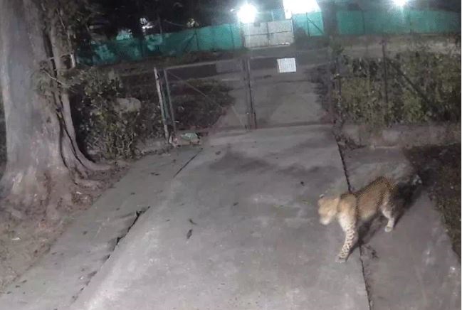 MP : जबलपुर में बाउंड्री कूदकर घर में घुसा तेंदुआ, अब खमरिया वेस्टलैंड में दस्तक