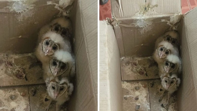 एमपी: वारासिवनी में मिले दुर्लभ सफेद उल्लू के कई बच्चे, वन विभाग ने किया रेस्क्यू