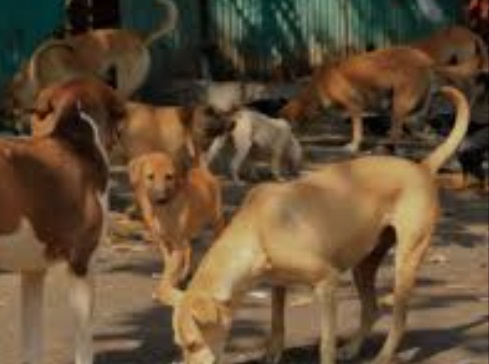 तेलंगाना में आवारा कुत्तों की सामूहिक हत्या ने गांवों में दहशत का माहौल पैदा कर दिया