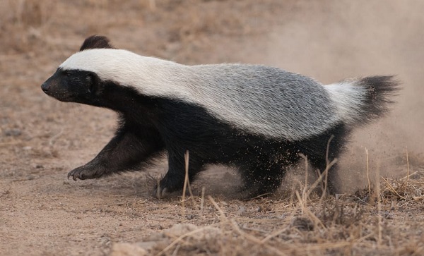 छत्तीसगढ़ की जैव विविधता में जुड़ा नया अध्याय, मरवाही रेंज में दिखा दुर्लभ वन्यजीव हनी बैजर