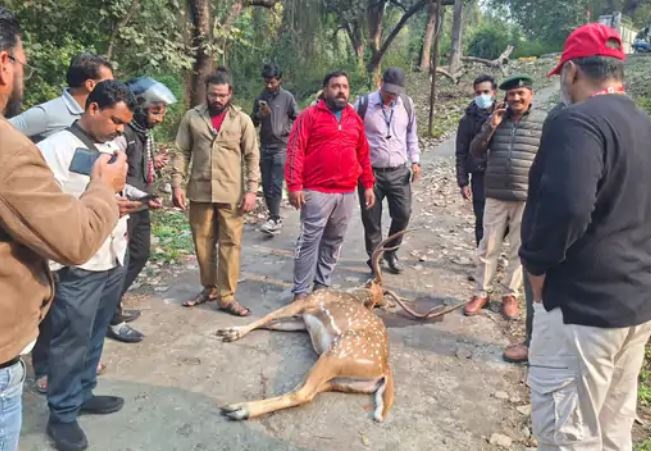 जबलपुर में एक्टिवा से टकराकर बारहसिंगा की मौत, दम्पति घायल, जीसीएफ रोड पर दुर्घटना