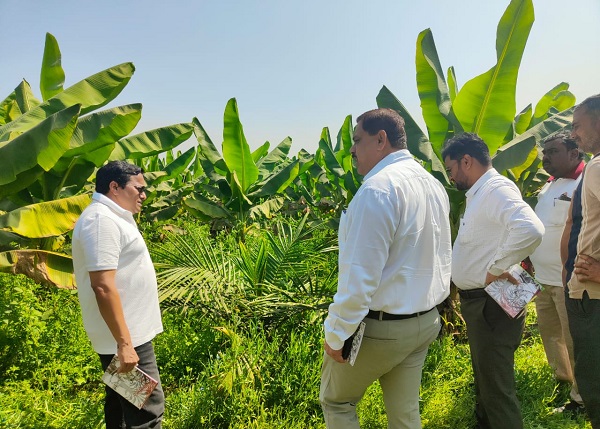 खाद्य तेल में आत्मनिर्भरता की ओर छत्तीसगढ़: राज्य में 10,796 हेक्टेयर क्षेत्रों में ऑयल पाम की खेती