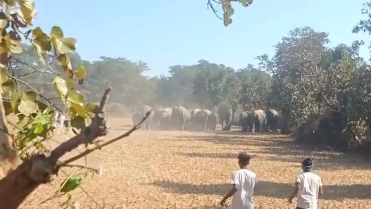 झारखंड: हजारीबाग में जंगली हाथियों का तांडव, 7 लोगों को कुचलकर मार डाला, मृतकों में एक ही परिवार के 4 लोग