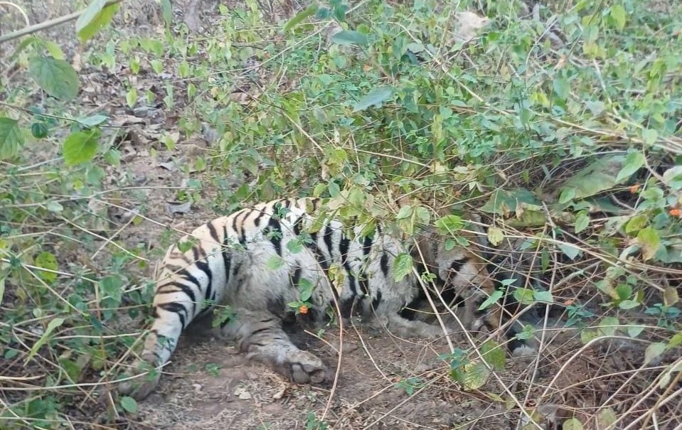 नौरादेही टाइगर रिजर्व में बाघ का मिला शव, 1 माह पहले ही कान्हा से लाया गया था, जांच जारी