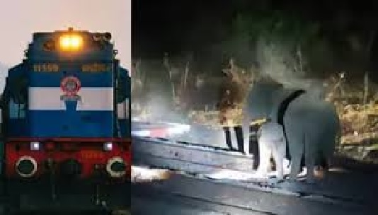 रेल ट्रैक पर हाथियों का कब्जा, जबलपुर शक्तिपुंज एक्सप्रेस समेत 9 ट्रेनें डायवर्ट, 6 घंटा लेट चल रही ट्रेन