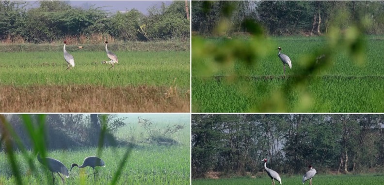 गुजरात के पारिएज वेटलैंड में दस साल में सारस क्रेन की संख्या तीन गुना बढ़ी, 500 से पहुंची 1477 के पार