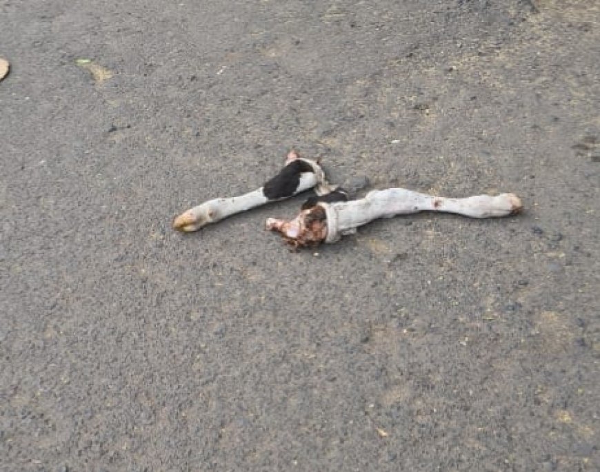 जबलपुर: सदर में कटंगा के लिटिल वर्ल्ड स्कूल के सामने गोवंश मांस के अवशेष मिलने से आक्रोश, विहिप-बजरंग दल ने किया हंगामा